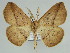  (Psilocerea krooni - BC ZSM Lep 46641)  @14 [ ] CreativeCommons - Attribution Non-Commercial Share-Alike (2010) Axel Hausmann/Bavarian State Collection of Zoology (ZSM) SNSB, Zoologische Staatssammlung Muenchen