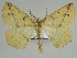  (Psilocerea cnecaHS01SA - BC ZSM Lep 46649)  @11 [ ] CreativeCommons - Attribution Non-Commercial Share-Alike (2010) Axel Hausmann/Bavarian State Collection of Zoology (ZSM) SNSB, Zoologische Staatssammlung Muenchen