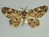  (Cleora pavlitzkiae pavlitzkiae - BC ZSM Lep 46690)  @11 [ ] CreativeCommons - Attribution Non-Commercial Share-Alike (2010) Axel Hausmann/Bavarian State Collection of Zoology (ZSM) SNSB, Zoologische Staatssammlung Muenchen