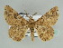  (Cleora quadrimaculata - BC ZSM Lep 46696)  @15 [ ] CreativeCommons - Attribution Non-Commercial Share-Alike (2010) Axel Hausmann/Bavarian State Collection of Zoology (ZSM) SNSB, Zoologische Staatssammlung Muenchen