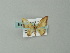  (Idaea AM02Br - BC ZSM Lep 49191)  @13 [ ] CreativeCommons - Attribution Non-Commercial Share-Alike (2012) Axel Hausmann/Bavarian State Collection of Zoology (ZSM) SNSB, Zoologische Staatssammlung Muenchen