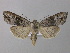  ( - BC ZSM Lep 49202)  @11 [ ] CreativeCommons - Attribution Non-Commercial Share-Alike (2010) Axel Hausmann/Bavarian State Collection of Zoology (ZSM) SNSB, Zoologische Staatssammlung Muenchen