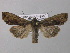  (Lithophane semibrunnea - BC ZSM Lep 49204)  @15 [ ] CreativeCommons - Attribution Non-Commercial Share-Alike (2010) Axel Hausmann/Bavarian State Collection of Zoology (ZSM) SNSB, Zoologische Staatssammlung Muenchen
