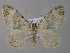  ( - BC ZSM Lep 49221)  @14 [ ] CreativeCommons - Attribution Non-Commercial Share-Alike (2010) Axel Hausmann/Bavarian State Collection of Zoology (ZSM) SNSB, Zoologische Staatssammlung Muenchen