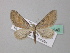  (Eupithecia AH02Pk - BC ZSM Lep 49346)  @13 [ ] CreativeCommons - Attribution Non-Commercial Share-Alike (2010) Axel Hausmann/Bavarian State Collection of Zoology (ZSM) SNSB, Zoologische Staatssammlung Muenchen