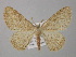  ( - BC ZSM Lep 49350)  @13 [ ] CreativeCommons - Attribution Non-Commercial Share-Alike (2010) Axel Hausmann/Bavarian State Collection of Zoology (ZSM) SNSB, Zoologische Staatssammlung Muenchen