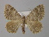  ( - BC ZSM Lep 49353)  @11 [ ] CreativeCommons - Attribution Non-Commercial Share-Alike (2010) Axel Hausmann/Bavarian State Collection of Zoology (ZSM) SNSB, Zoologische Staatssammlung Muenchen