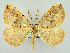  (Pungeleria capreolaria - RCIM 0047)  @15 [ ] Copyright (2010) Iva Mihoci Croatian Natural History Museum