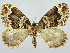  (Lampropteryx suffumata - RCIM 0106)  @15 [ ] Copyright (2010) Iva Mihoci Croatian Natural History Museum