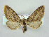  (Eupithecia phoeniceata - RCIM 0147)  @15 [ ] Copyright (2010) Iva Mihoci Croatian Natural History Museum