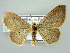  (Idaea distinctaria - RCIM 0167)  @14 [ ] Copyright (2010) Iva Mihoci Croatian Natural History Museum