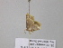  (Chrysocraspeda AH10Ca - BC ZSM Lep 39461)  @12 [ ] CreativeCommons - Attribution Non-Commercial Share-Alike (2010) Axel Hausmann/Bavarian State Collection of Zoology (ZSM) SNSB, Zoologische Staatssammlung Muenchen