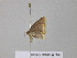  ( - BC ZSM Lep 39462)  @12 [ ] CreativeCommons - Attribution Non-Commercial Share-Alike (2010) Axel Hausmann/Bavarian State Collection of Zoology (ZSM) SNSB, Zoologische Staatssammlung Muenchen