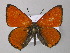  ( - BC ZSM Lep 49000)  @14 [ ] CreativeCommons - Attribution Non-Commercial Share-Alike (2010) Axel Hausmann/Bavarian State Collection of Zoology (ZSM) SNSB, Zoologische Staatssammlung Muenchen