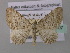  ( - BC ZSM Lep 49007)  @11 [ ] CreativeCommons - Attribution Non-Commercial Share-Alike (2010) Axel Hausmann/Bavarian State Collection of Zoology (ZSM) SNSB, Zoologische Staatssammlung Muenchen