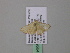  ( - BC ZSM Lep 39564)  @12 [ ] CreativeCommons - Attribution Non-Commercial Share-Alike (2011) Axel Hausmann/Bavarian State Collection of Zoology (ZSM) SNSB, Zoologische Staatssammlung Muenchen