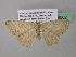 (Anisodes - BC ZSM Lep 39602)  @14 [ ] CreativeCommons - Attribution Non-Commercial Share-Alike (2011) Axel Hausmann/Bavarian State Collection of Zoology (ZSM) SNSB, Zoologische Staatssammlung Muenchen