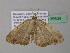  ( - BC ZSM Lep 39604)  @12 [ ] CreativeCommons - Attribution Non-Commercial Share-Alike (2011) Axel Hausmann/Bavarian State Collection of Zoology (ZSM) SNSB, Zoologische Staatssammlung Muenchen