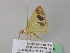  (Zamarada AH01GhCa - BC ZSM Lep 39739)  @13 [ ] CreativeCommons - Attribution Non-Commercial Share-Alike (2011) Axel Hausmann/Bavarian State Collection of Zoology (ZSM) SNSB, Zoologische Staatssammlung Muenchen
