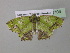  ( - BC ZSM Lep 40703)  @13 [ ] CreativeCommons - Attribution Non-Commercial Share-Alike (2011) Axel Hausmann/Bavarian State Collection of Zoology (ZSM) SNSB, Zoologische Staatssammlung Muenchen