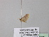  (Idaea AH04GhCa - BC ZSM Lep 40737)  @12 [ ] CreativeCommons - Attribution Non-Commercial Share-Alike (2011) Axel Hausmann/Bavarian State Collection of Zoology (ZSM) SNSB, Zoologische Staatssammlung Muenchen
