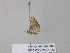 ( - BC ZSM Lep 40745)  @12 [ ] CreativeCommons - Attribution Non-Commercial Share-Alike (2011) Axel Hausmann/Bavarian State Collection of Zoology (ZSM) SNSB, Zoologische Staatssammlung Muenchen