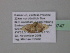  (Idaea AH08GhCa - BC ZSM Lep 40747)  @13 [ ] CreativeCommons - Attribution Non-Commercial Share-Alike (2011) Axel Hausmann/Bavarian State Collection of Zoology (ZSM) SNSB, Zoologische Staatssammlung Muenchen