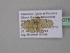  (Idaea pulverariaAH02GhCa - BC ZSM Lep 40756)  @13 [ ] CreativeCommons - Attribution Non-Commercial Share-Alike (2011) Axel Hausmann/Bavarian State Collection of Zoology (ZSM) SNSB, Zoologische Staatssammlung Muenchen