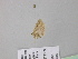  (Idaea AH13GhCa - BC ZSM Lep 40762)  @11 [ ] CreativeCommons - Attribution Non-Commercial Share-Alike (2011) Axel Hausmann/Bavarian State Collection of Zoology (ZSM) SNSB, Zoologische Staatssammlung Muenchen