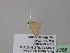  (Idaea AH16GhCa - BC ZSM Lep 40768)  @12 [ ] CreativeCommons - Attribution Non-Commercial Share-Alike (2011) Axel Hausmann/Bavarian State Collection of Zoology (ZSM) SNSB, Zoologische Staatssammlung Muenchen