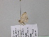  (Idaea AH19GhCa - BC ZSM Lep 40771)  @11 [ ] CreativeCommons - Attribution Non-Commercial Share-Alike (2011) Axel Hausmann/Bavarian State Collection of Zoology (ZSM) SNSB, Zoologische Staatssammlung Muenchen