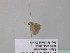  (Idaea AH21GhCa - BC ZSM Lep 40773)  @12 [ ] CreativeCommons - Attribution Non-Commercial Share-Alike (2011) Axel Hausmann/Bavarian State Collection of Zoology (ZSM) SNSB, Zoologische Staatssammlung Muenchen