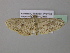  (Rhodoneura AH05GhCa - BC ZSM Lep 40795)  @13 [ ] CreativeCommons - Attribution Non-Commercial Share-Alike (2011) Axel Hausmann/Bavarian State Collection of Zoology (ZSM) SNSB, Zoologische Staatssammlung Muenchen