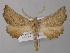  (Axiodes - BC ZSM Lep 47231)  @15 [ ] CreativeCommons - Attribution Non-Commercial Share-Alike (2011) Axel Hausmann/Bavarian State Collection of Zoology (ZSM) SNSB, Zoologische Staatssammlung Muenchen