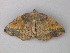  (Syncirsodes AH06Cl - BC ZSM Lep 47346)  @12 [ ] CreativeCommons - Attribution Non-Commercial Share-Alike (2011) Axel Hausmann/Bavarian State Collection of Zoology (ZSM) SNSB, Zoologische Staatssammlung Muenchen