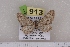  (Eupithecia hilariata - BC NP 0511)  @13 [ ] Copyright (2010) Axel Hausmann/Bavarian State Collection of Zoology (ZSM) SNSB, Zoologische Staatssammlung Muenchen