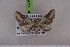  (Eupithecia subpulchrata - BC NP 0525)  @13 [ ] Copyright (2010) Axel Hausmann/Bavarian State Collection of Zoology (ZSM) SNSB, Zoologische Staatssammlung Muenchen