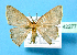  (Chrysocraspeda altegradiaMS01 - BC ZSM Lep 42277)  @11 [ ] Copyright (2010) Axel Hausmann/Bavarian State Collection of Zoology (ZSM) SNSB, Zoologische Staatssammlung Muenchen