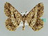  (Macaria geminilinea - BC ZSM Lep 43472)  @11 [ ] CreativeCommons - Attribution Non-Commercial Share-Alike (2010) Axel Hausmann/Bavarian State Collection of Zoology (ZSM) SNSB, Zoologische Staatssammlung Muenchen