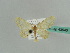  (Idaea BOLD:AAE5596 - BC ZSM Lep 43540)  @14 [ ] CreativeCommons - Attribution Non-Commercial Share-Alike (2010) Axel Hausmann/Bavarian State Collection of Zoology (ZSM) SNSB, Zoologische Staatssammlung Muenchen