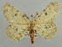  (Colocleora breijeri - BC ZSM Lep 43687)  @14 [ ] CreativeCommons - Attribution Non-Commercial Share-Alike (2010) Axel Hausmann/Bavarian State Collection of Zoology (ZSM) SNSB, Zoologische Staatssammlung Muenchen