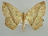  (Psilocerea AH04Ke - BC ZSM Lep 43694)  @14 [ ] CreativeCommons - Attribution Non-Commercial Share-Alike (2010) Axel Hausmann/Bavarian State Collection of Zoology (ZSM) SNSB, Zoologische Staatssammlung Muenchen