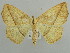  (Psilocerea AH05Ke - BC ZSM Lep 43695)  @14 [ ] CreativeCommons - Attribution Non-Commercial Share-Alike (2010) Axel Hausmann/Bavarian State Collection of Zoology (ZSM) SNSB, Zoologische Staatssammlung Muenchen