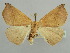  (Psilocerea AH08Ke - BC ZSM Lep 43698)  @13 [ ] CreativeCommons - Attribution Non-Commercial Share-Alike (2010) Axel Hausmann/Bavarian State Collection of Zoology (ZSM) SNSB, Zoologische Staatssammlung Muenchen