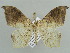  (Mesothisa - BC ZSM Lep 43856)  @14 [ ] CreativeCommons - Attribution Non-Commercial Share-Alike (2010) Axel Hausmann/Bavarian State Collection of Zoology (ZSM) SNSB, Zoologische Staatssammlung Muenchen