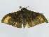  (Plegapteryx AH01GhCa - BC ZSM Lep 43883)  @13 [ ] CreativeCommons - Attribution Non-Commercial Share-Alike (2010) Axel Hausmann/Bavarian State Collection of Zoology (ZSM) SNSB, Zoologische Staatssammlung Muenchen