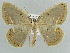 (Melinoessa aemonia - BC ZSM Lep 43890)  @13 [ ] CreativeCommons - Attribution Non-Commercial Share-Alike (2010) Axel Hausmann/Bavarian State Collection of Zoology (ZSM) SNSB, Zoologische Staatssammlung Muenchen