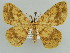  (Afroracotis longicornuta - BC ZSM Lep 43906)  @14 [ ] CreativeCommons - Attribution Non-Commercial Share-Alike (2010) Axel Hausmann/Bavarian State Collection of Zoology (ZSM) SNSB, Zoologische Staatssammlung Muenchen