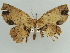  (Racotis argillacea - BC ZSM Lep 43933)  @13 [ ] CreativeCommons - Attribution Non-Commercial Share-Alike (2010) Axel Hausmann/Bavarian State Collection of Zoology (ZSM) SNSB, Zoologische Staatssammlung Muenchen
