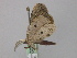  ( - BC ZSM Lep 46800)  @12 [ ] CreativeCommons - Attribution Non-Commercial Share-Alike (2010) Axel Hausmann/Bavarian State Collection of Zoology (ZSM) SNSB, Zoologische Staatssammlung Muenchen